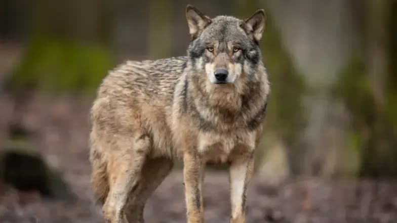 Jak powstał pies – tajemnice udomowienia i ewolucji psów